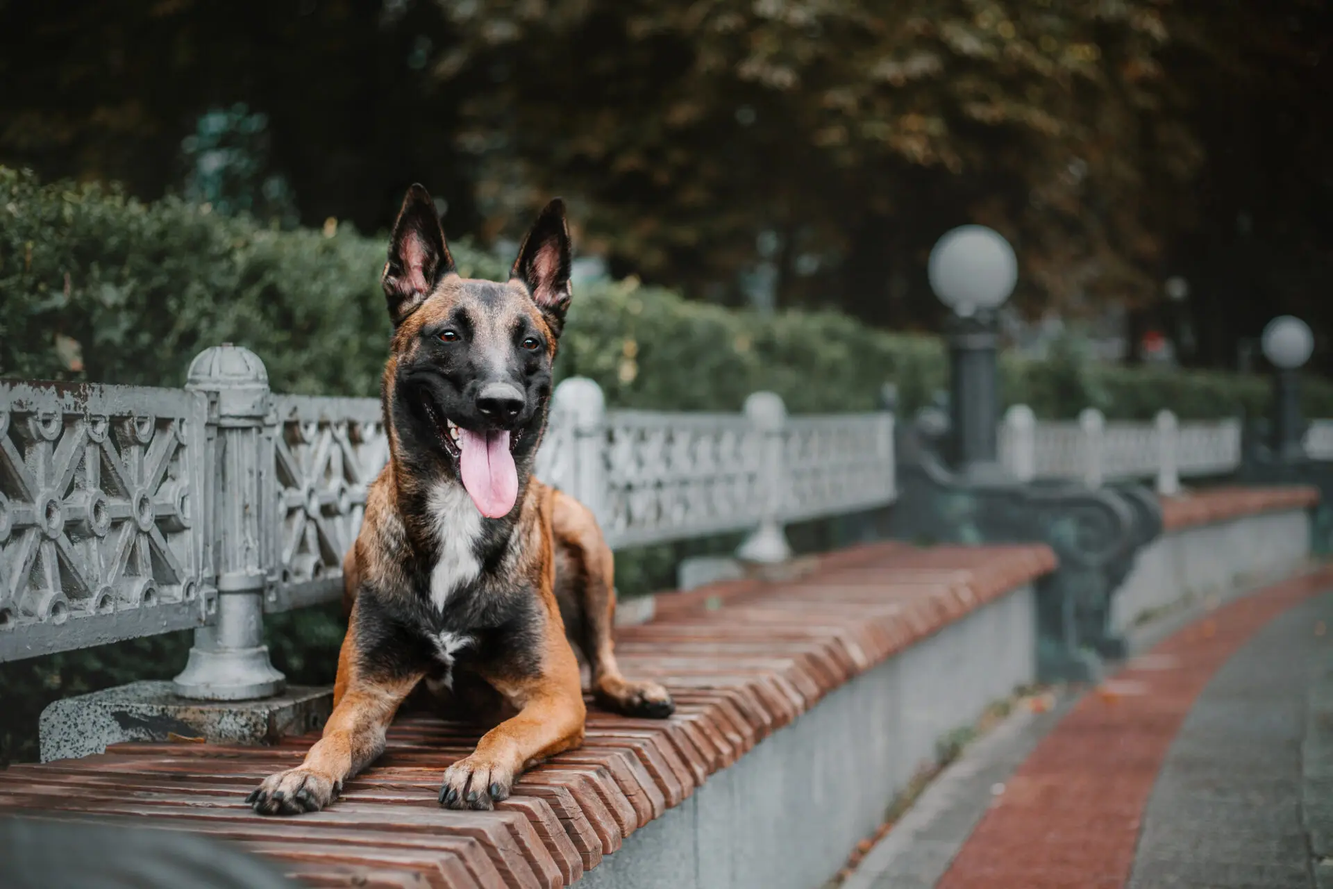 Il cane di CZ, Broccoli, alla mercé dei crypto degen