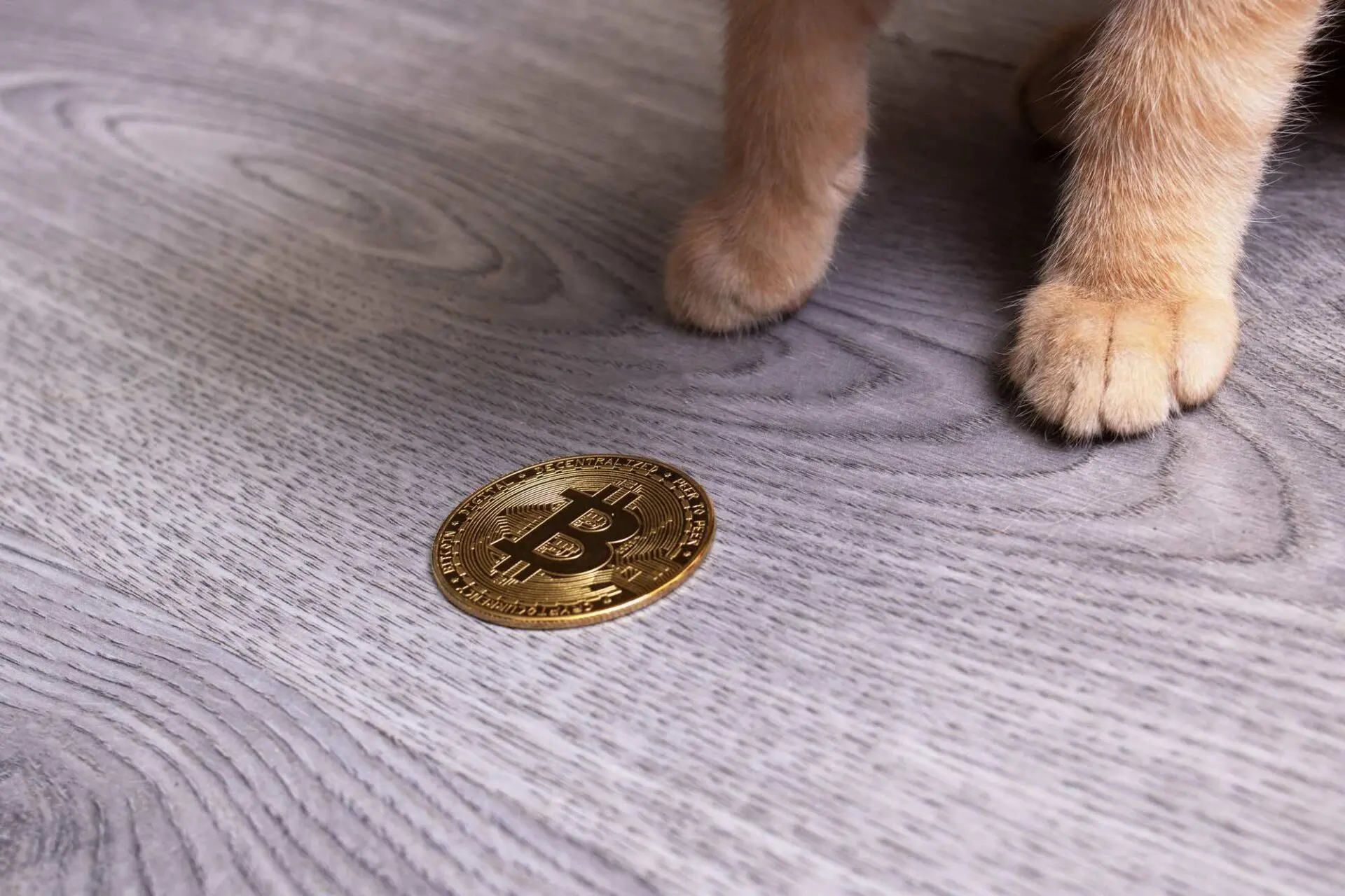 Memecoin: è di nuovo FOMO per il ritorno di Roaring Kitty 
