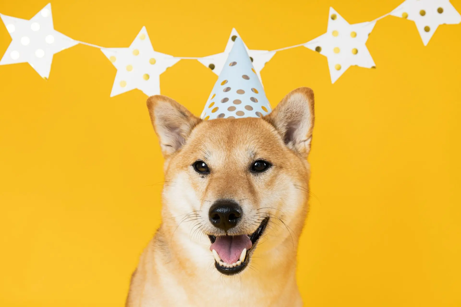 Dogwifhat: $650k per una settimana di adv sullo Sphere di LA